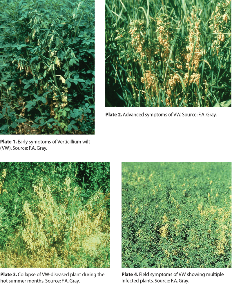 AlfalfaDiseaseManagement AlfalfaDiseaseManagementAlfalfaDiseaseM